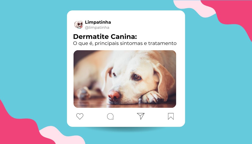 Dermatite Canina: O que é, principais sintomas e tratamento - Limpatinha
