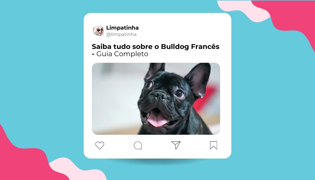 Saiba tudo sobre o Bulldog Francês - Guia Completo - Limpatinha