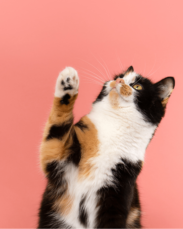 Compre 1 e Leve 2: Limpatinha - Limpatinha