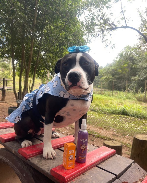 Compre 1 Leve 2: Mija Aki + Aki No - Limpatinha